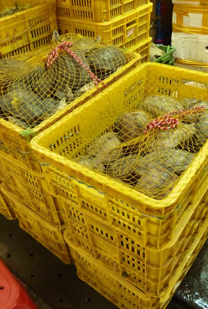Des caisses de tortues au marché aux poissons et fruits de mer.