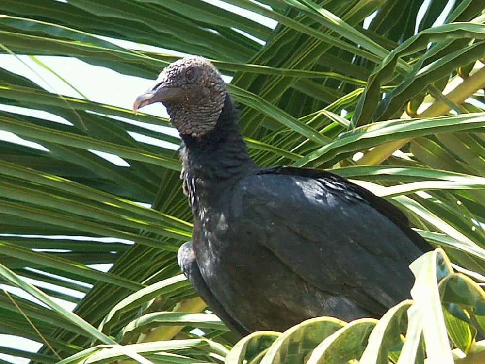 Un urubu (vautour d'Amérique du Sud) perché sur un cocotier à Awala Yalimapo