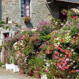 Maison fleurie à Piriac