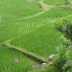 Une rizière à Tetebatu