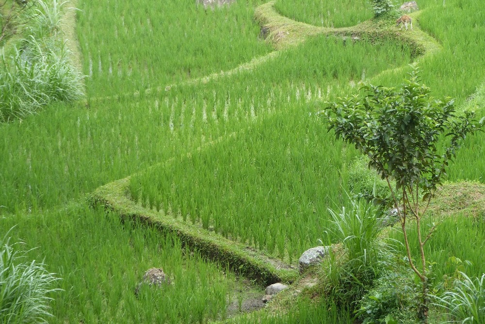 Une rizière à Tetebatu