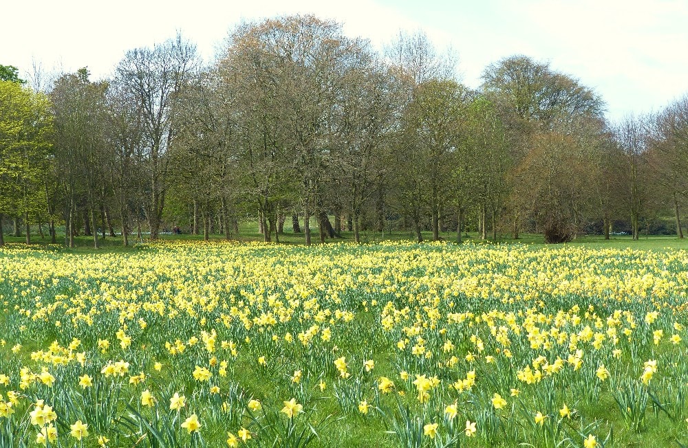 The Fields of Hope à Sefton Park Liverpool