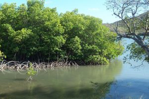 La mangrove de la Baie des Anglais Sainte Anne Martinique