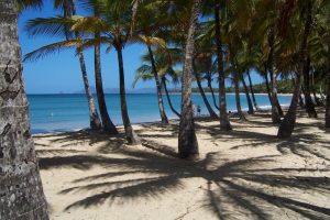 Cocotiers sur la plage des Salines Sainte Anne Martinique