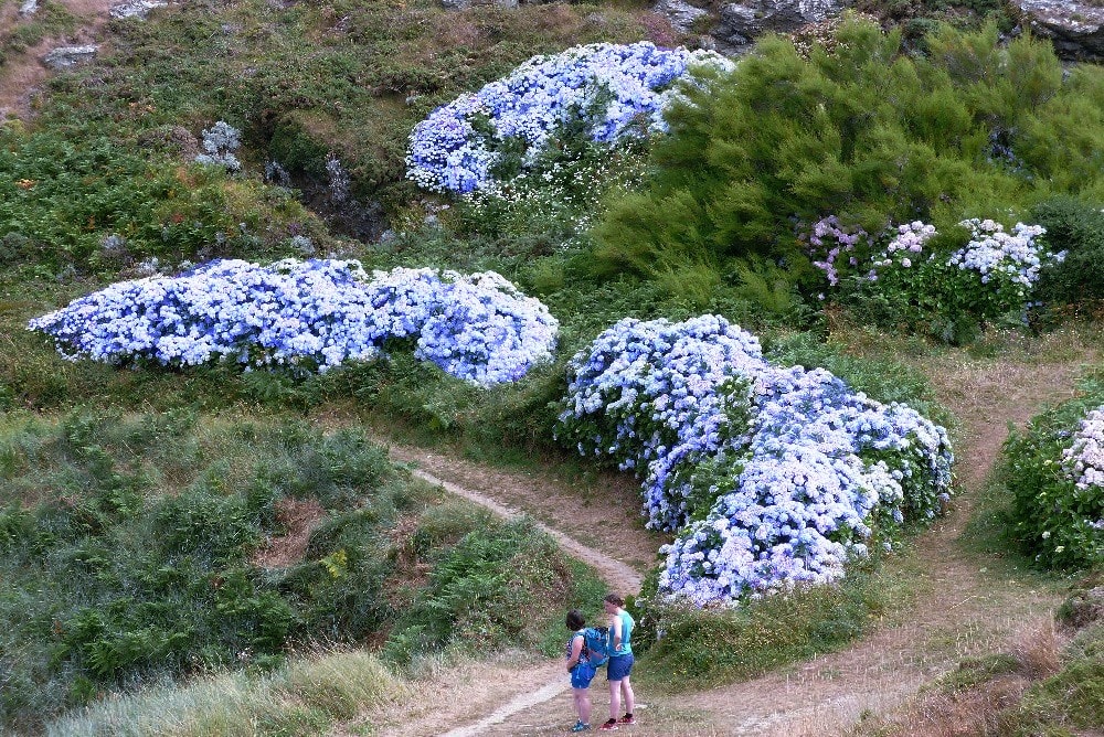 Belle Ile en Mer - Des randonneuses admirent les massifs d'hortensias