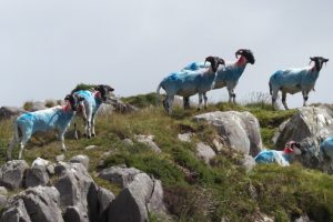 Les moutons bleus de Crossmount