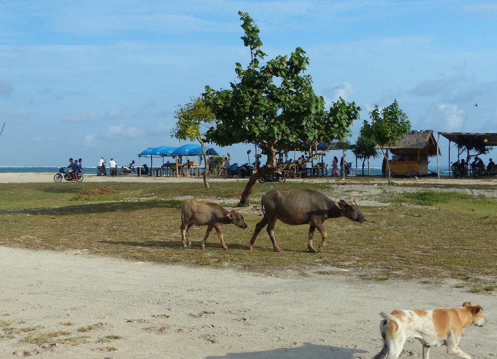 Animaux sur la plage de Kuta