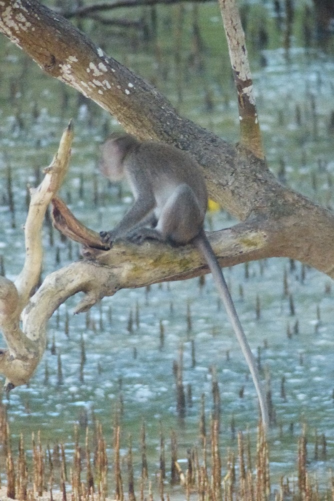 Singes dans un arbre surplombant la mangrove au bout de la plage de Kuta