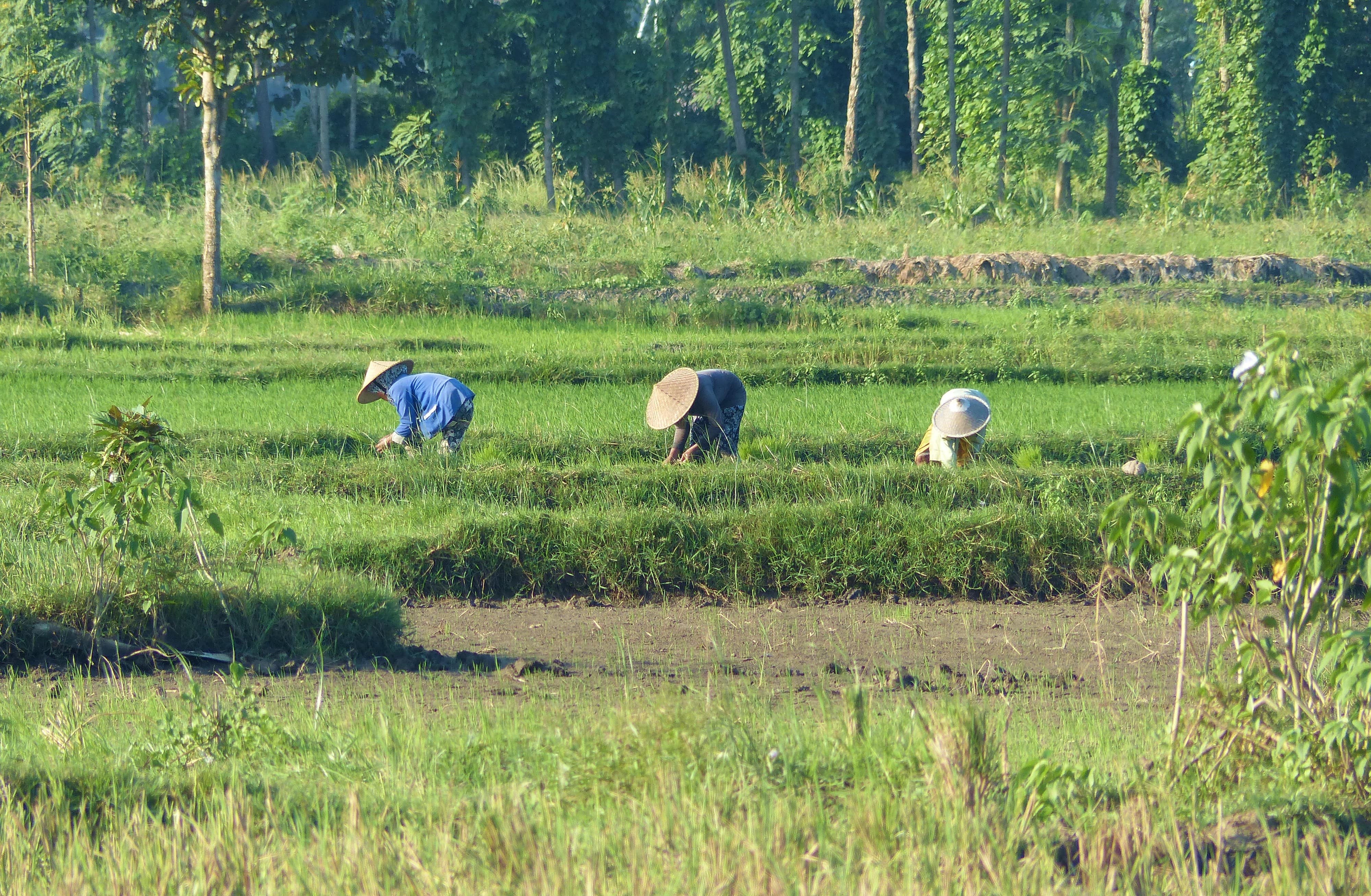 Travail dans une rizière près de Kuta Lombok