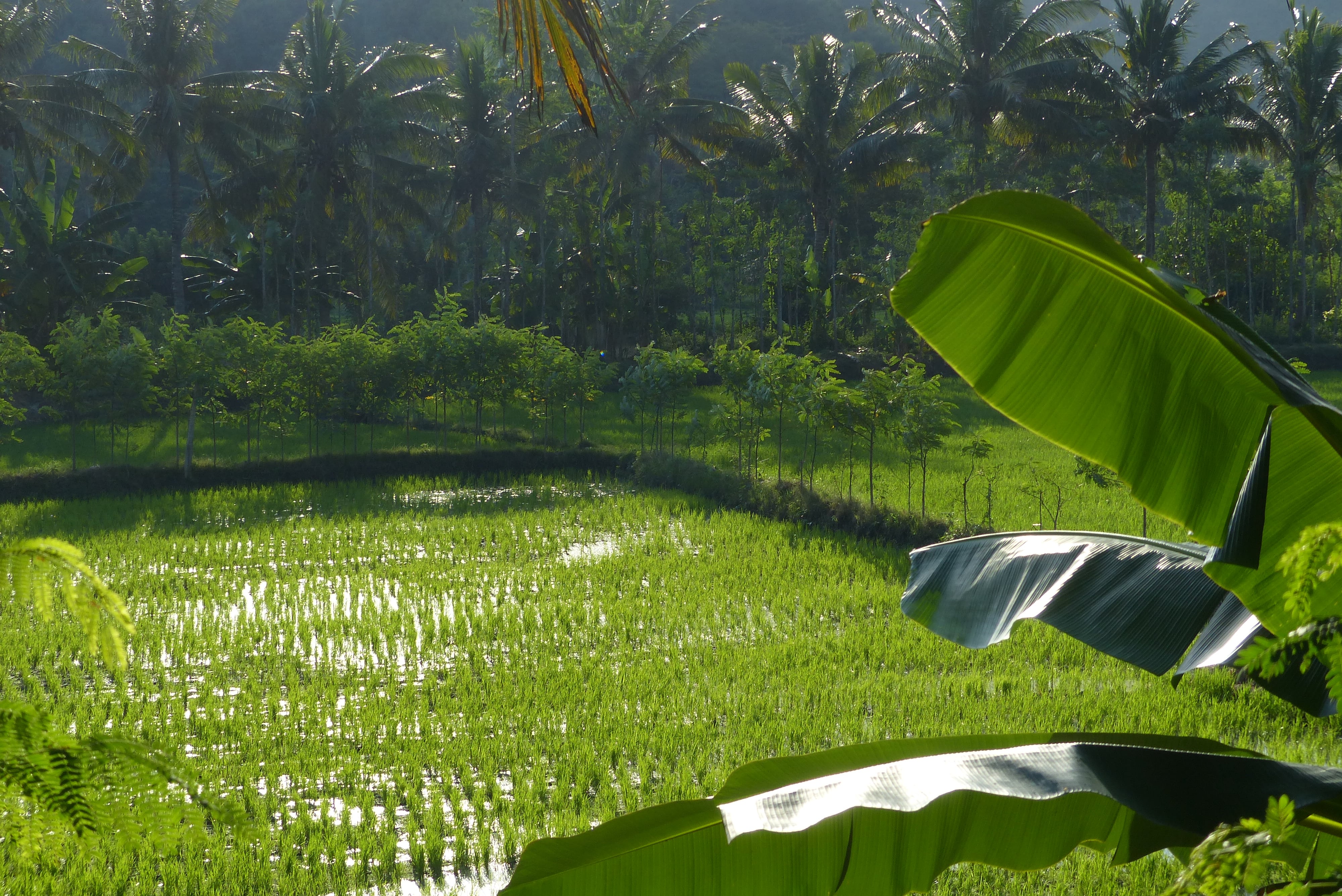 Une rizière près de Kuta Lombok