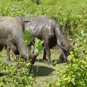 Lombok: les bœufs se baignent dans des mares de boue pour se rafraichir et se débarrasser des parasites