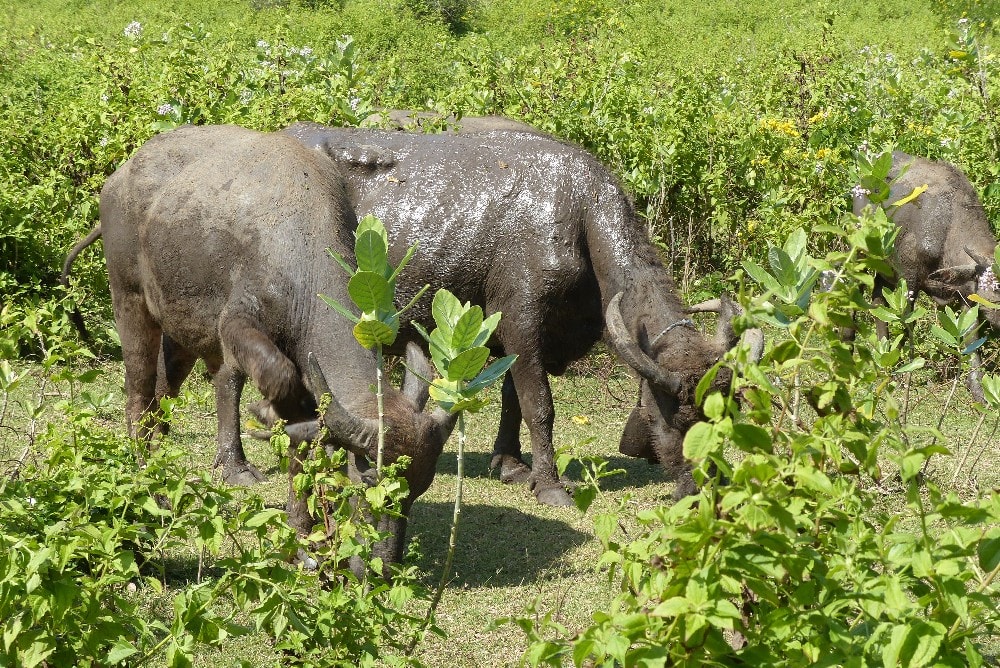 Lombok: les bœufs se baignent dans des mares de boue pour se rafraichir et se débarrasser des parasites