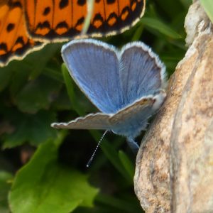 Papillon Azuré 